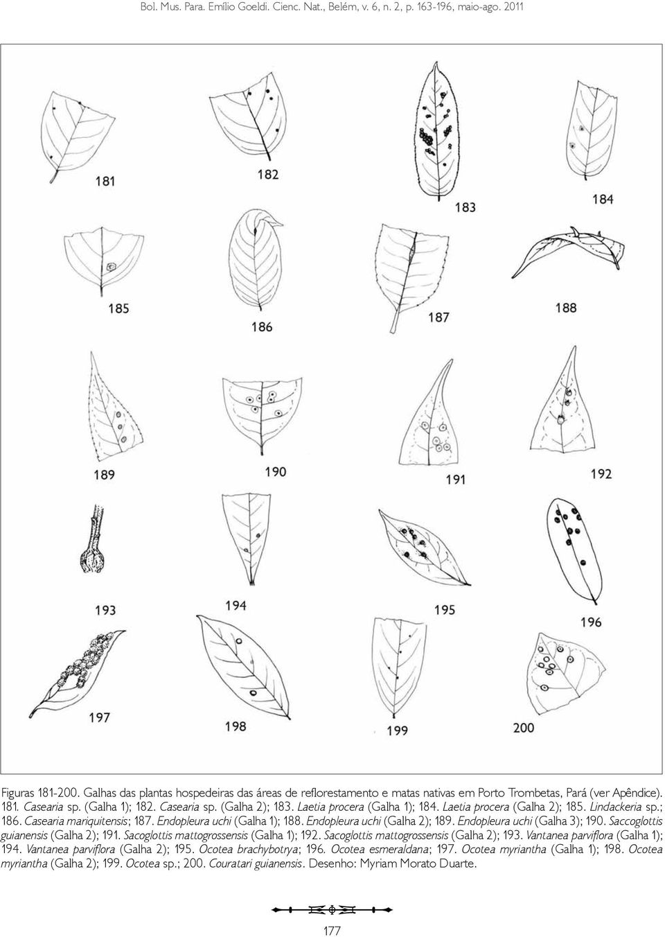 Laetia procera (Galha 1); 184. Laetia procera (Galha 2); 185. Lindackeria sp.; 186. Casearia mariquitensis; 187. Endopleura uchi (Galha 1); 188. Endopleura uchi (Galha 2); 189.