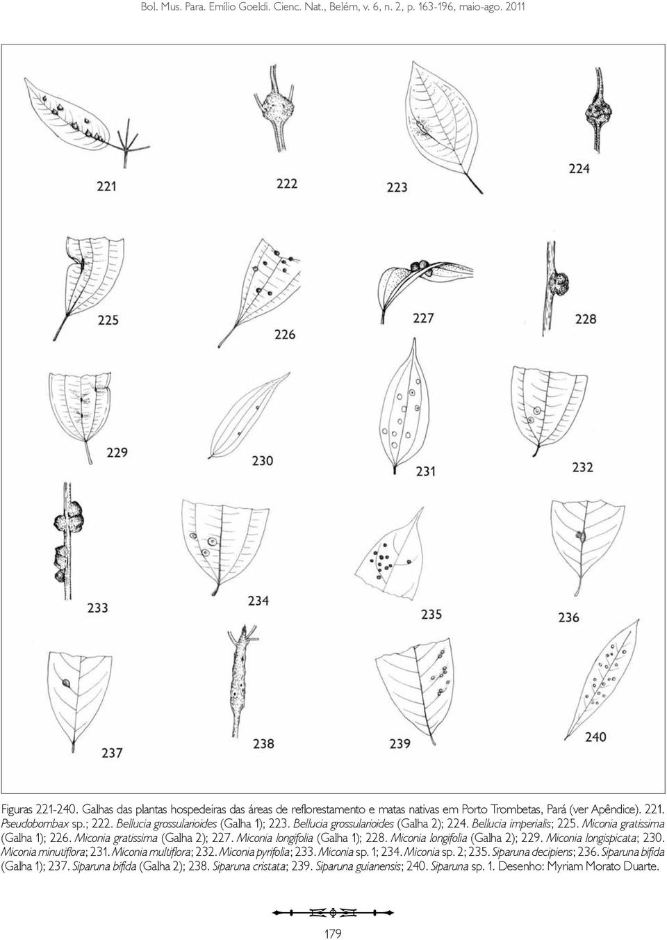 Bellucia grossularioides (Galha 2); 224. Bellucia imperialis; 225. Miconia gratissima (Galha 1); 226. Miconia gratissima (Galha 2); 227. Miconia longifolia (Galha 1); 228.