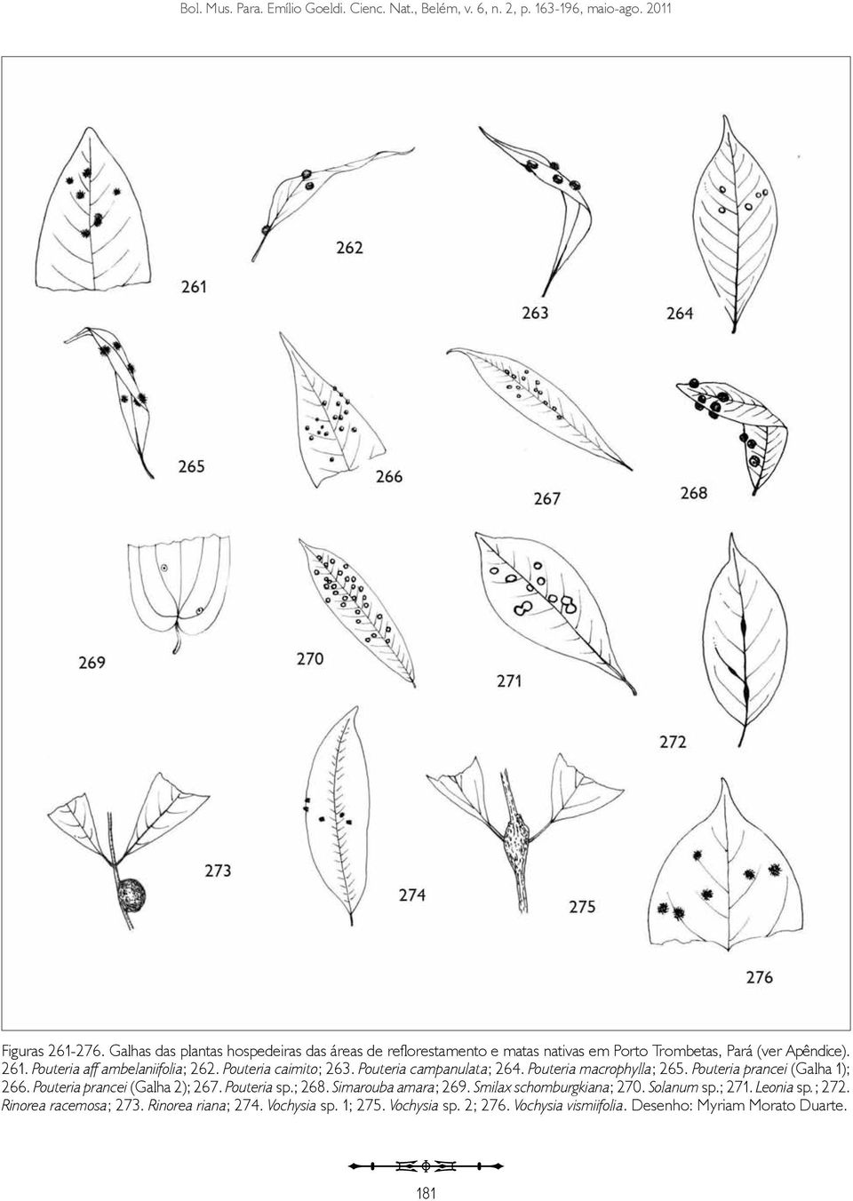 Pouteria caimito; 263. Pouteria campanulata; 264. Pouteria macrophylla; 265. Pouteria prancei (Galha 1); 266. Pouteria prancei (Galha 2); 267. Pouteria sp.; 268.