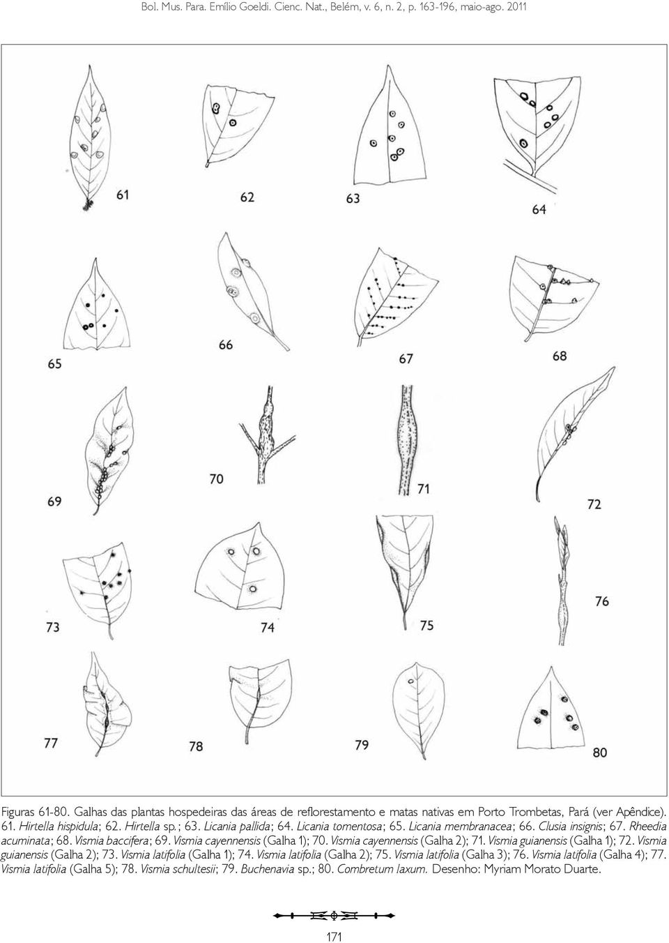 Licania tomentosa; 65. Licania membranacea; 66. Clusia insignis; 67. Rheedia acuminata; 68. Vismia baccifera; 69. Vismia cayennensis (Galha 1); 70. Vismia cayennensis (Galha 2); 71.