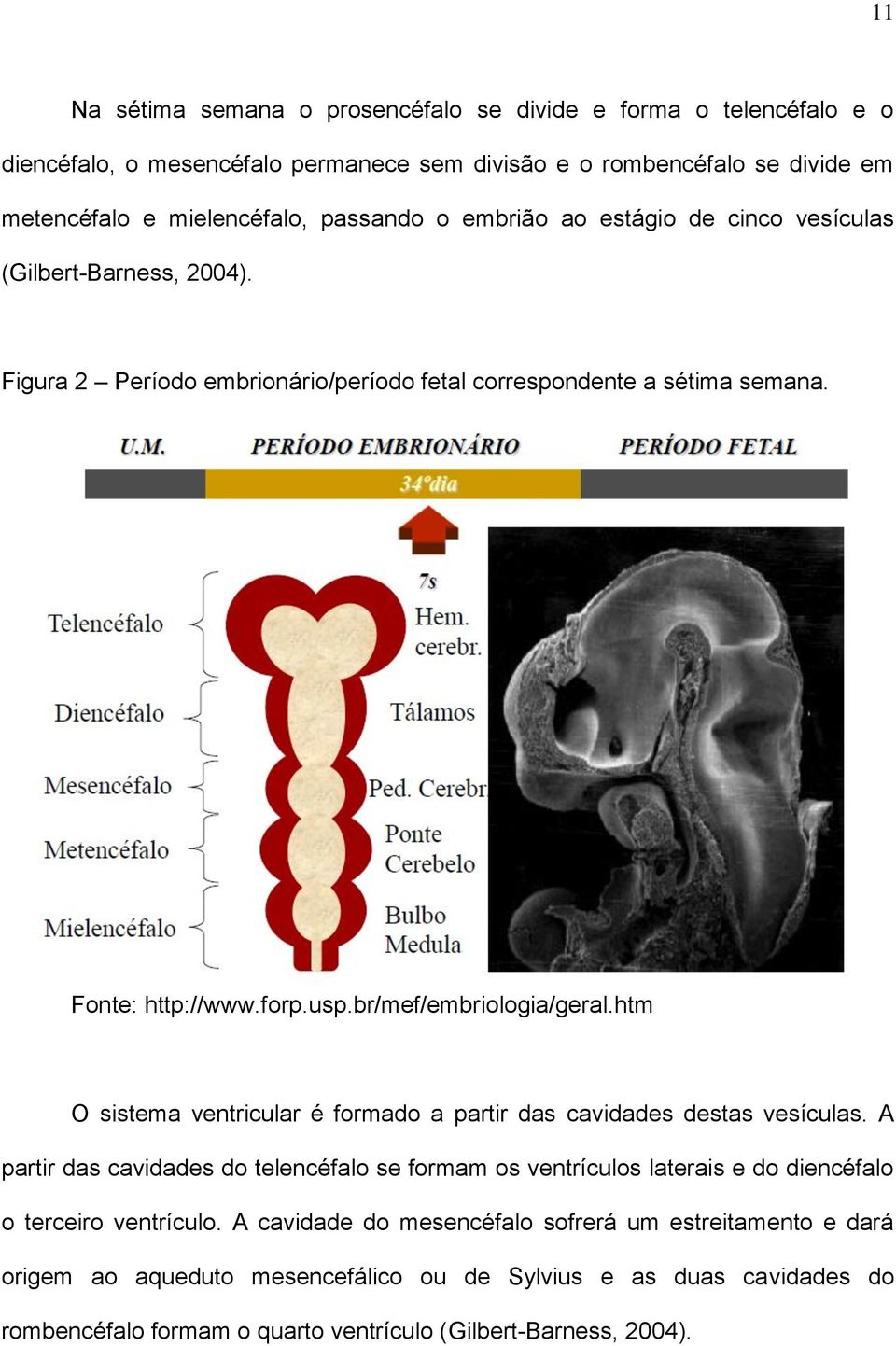 htm O sistema ventricular é formado a partir das cavidades destas vesículas. A partir das cavidades do telencéfalo se formam os ventrículos laterais e do diencéfalo o terceiro ventrículo.