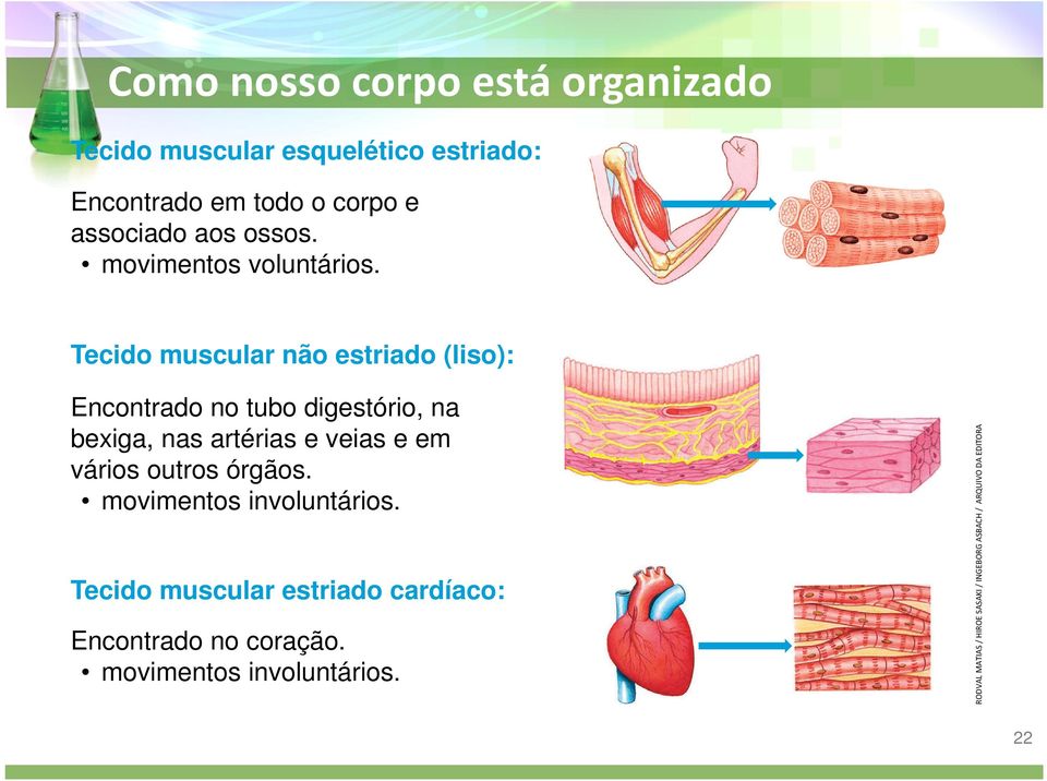 Tecido muscular não estriado (liso): Encontrado no tubo digestório, na bexiga, nas artérias e veias e em