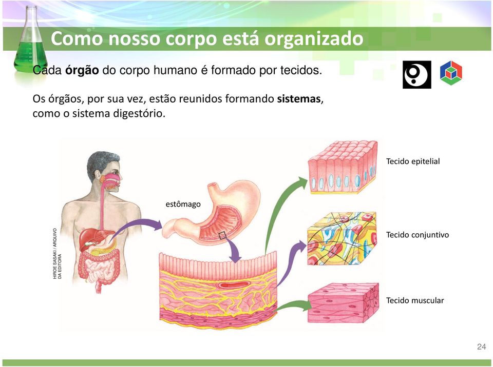 como o sistema digestório.