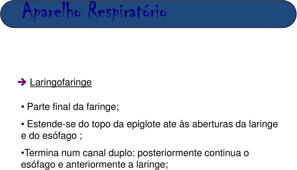 do esófago ; Termina num canal duplo: