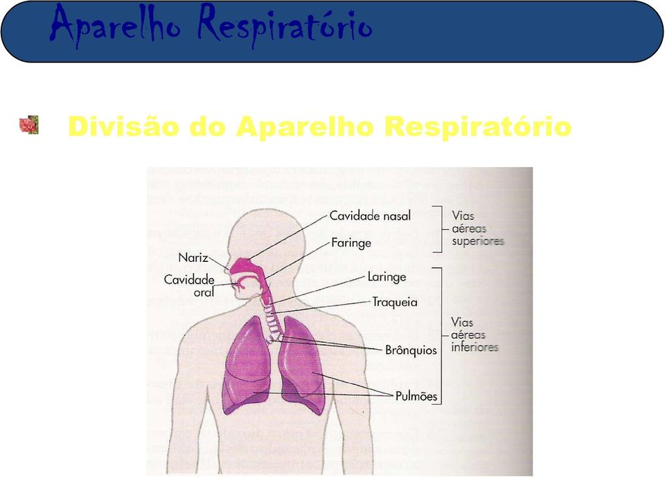 Aparelho