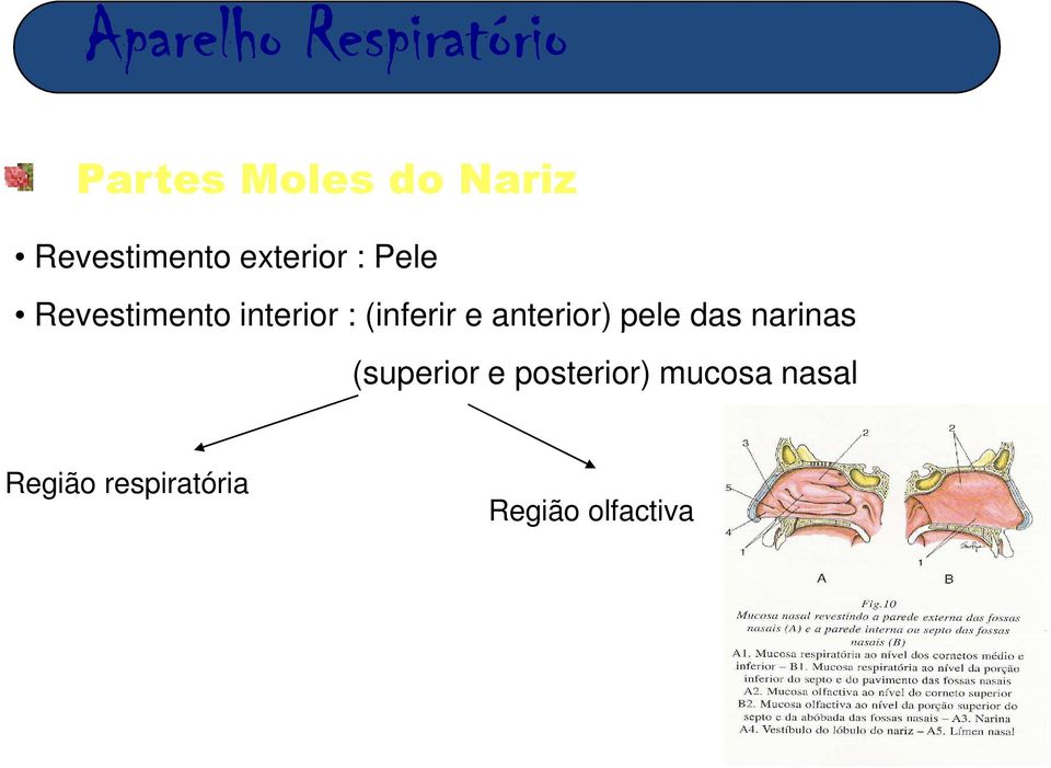 anterior) pele das narinas (superior e