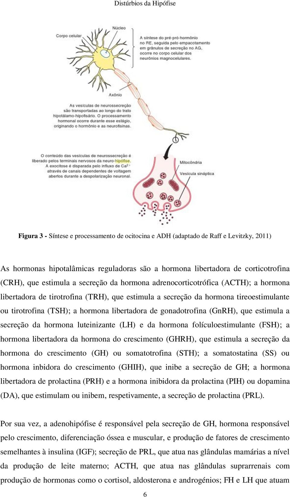 gonadotrofina (GnRH), que estimula a secreção da hormona luteinizante (LH) e da hormona folículoestimulante (FSH); a hormona libertadora da hormona do crescimento (GHRH), que estimula a secreção da