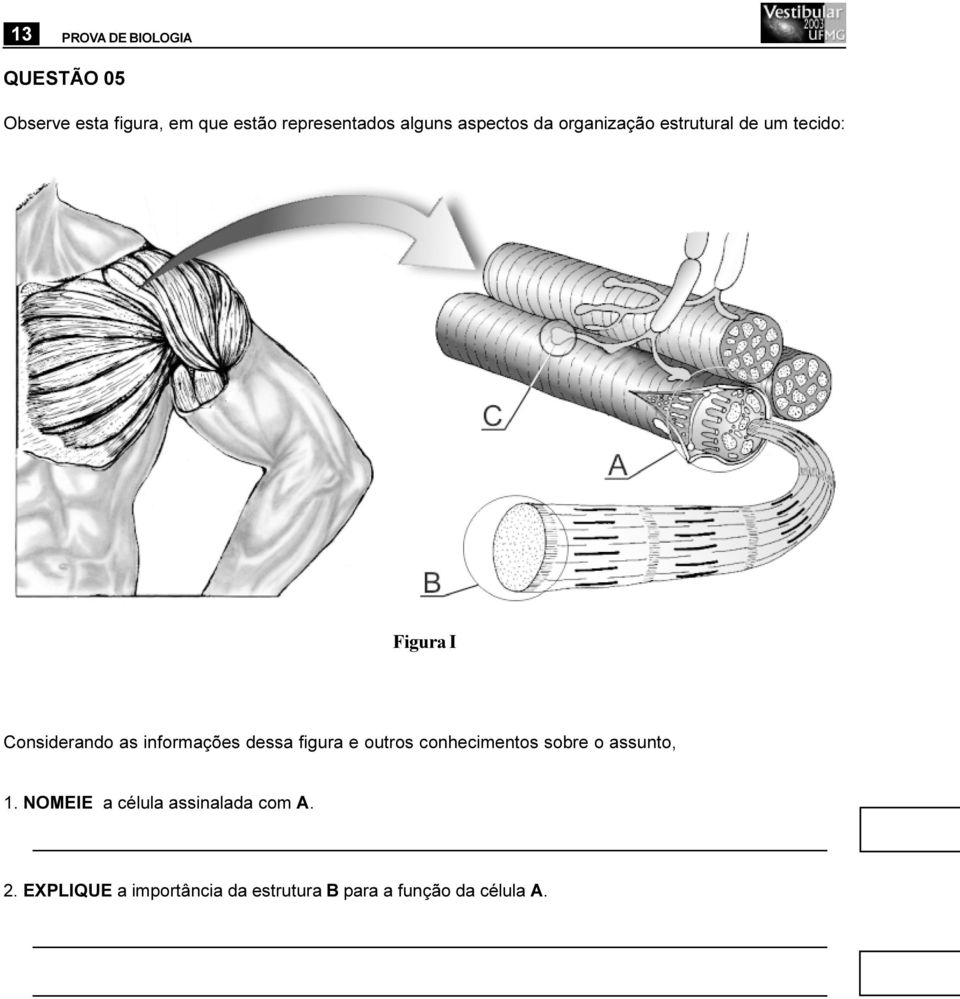 informações dessa figura e outros conhecimentos sobre o assunto, 1.