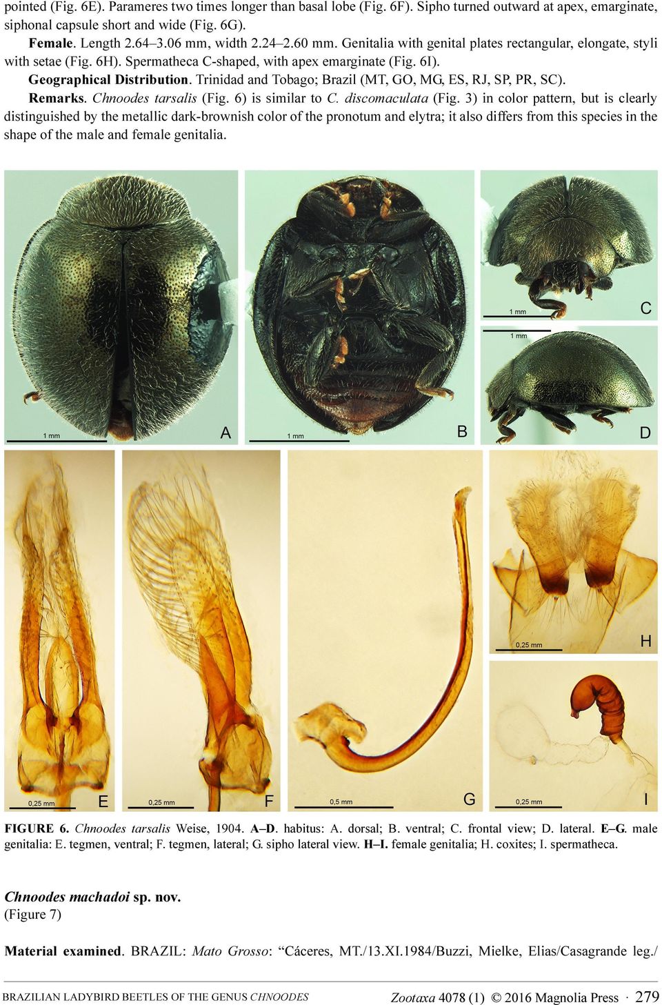 Trinidad and Tobago; Brazil (MT, GO, MG, ES, RJ, SP, PR, SC). Remarks. Chnoodes tarsalis (Fig. 6) is similar to C. discomaculata (Fig.