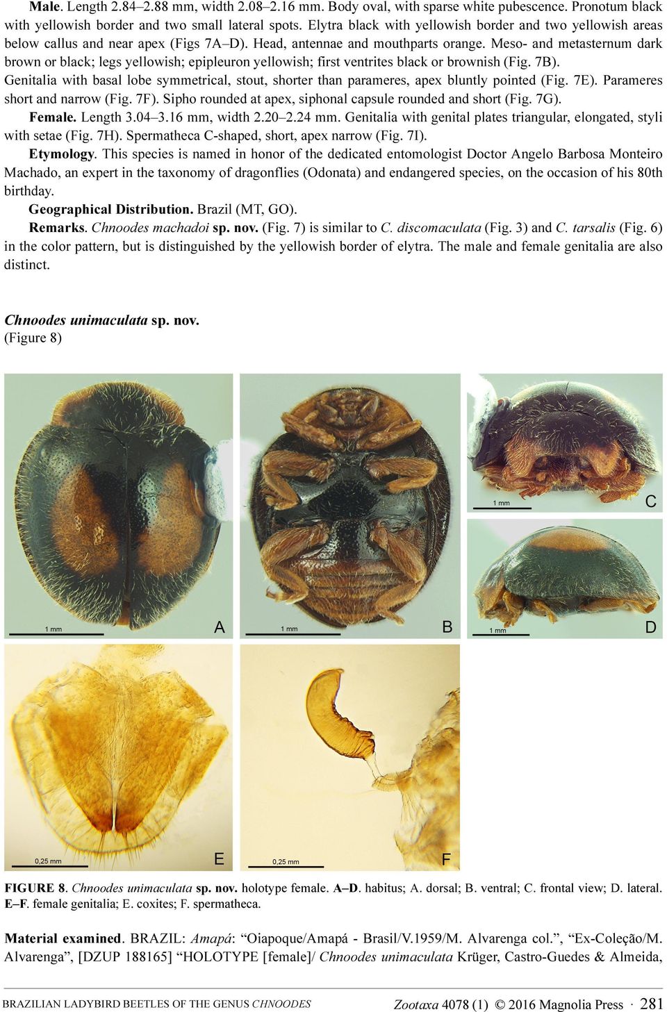 Meso- and metasternum dark brown or black; legs yellowish; epipleuron yellowish; first ventrites black or brownish (Fig. 7B).