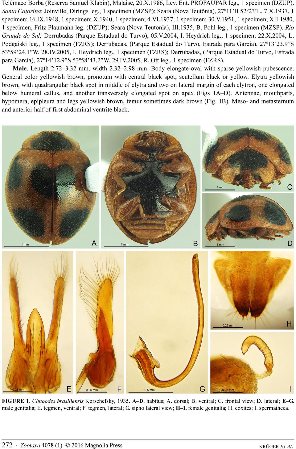 1980, 1 specimen, Fritz Plaumann leg. (DZUP); Seara (Nova Teutonia), III.1935, B. Pohl leg., 1 specimen (MZSP). Rio Grande do Sul: Derrubadas (Parque Estadual do Turvo), 05.V.2004, I. Heydrich leg.