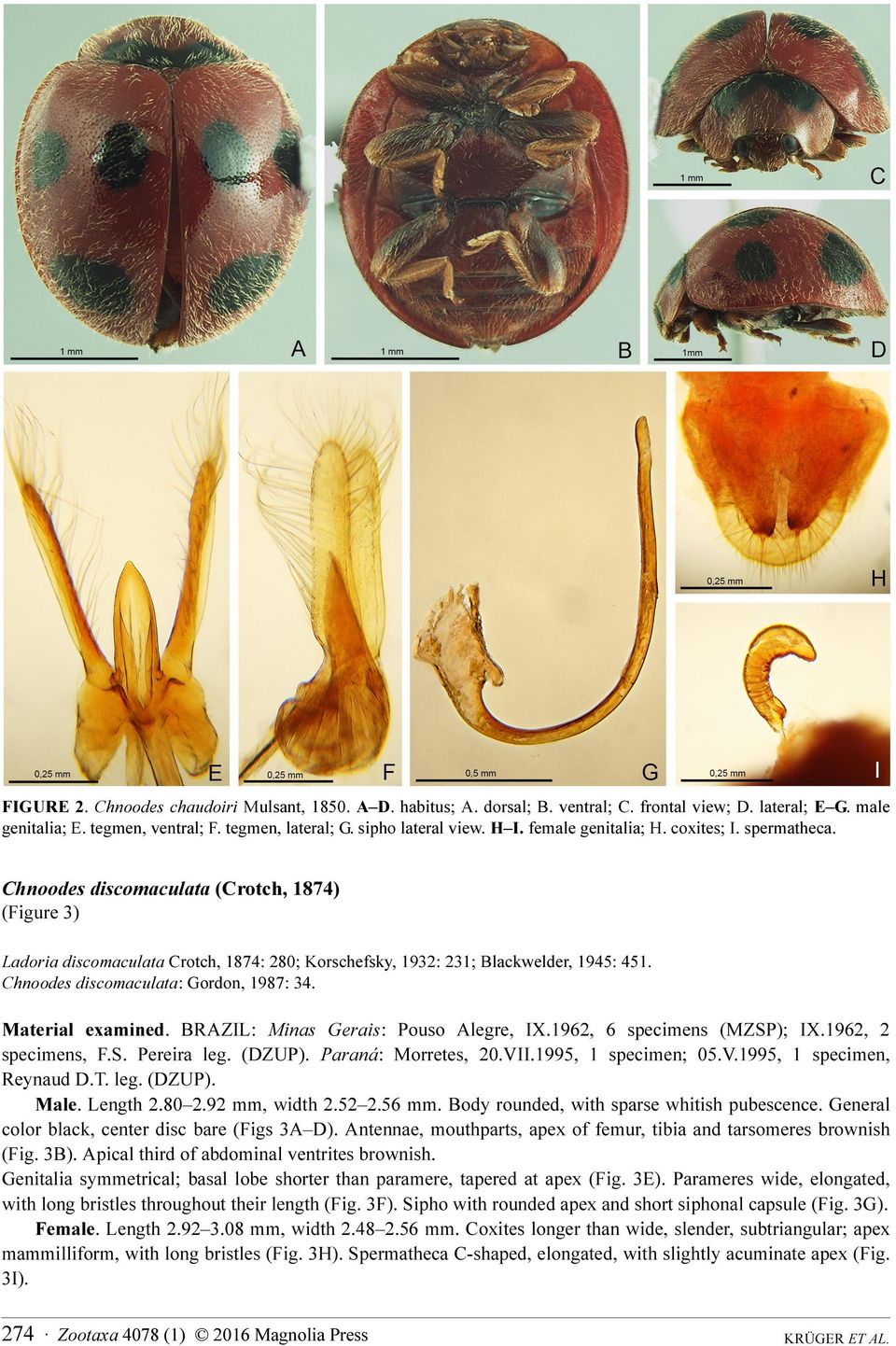 Chnoodes discomaculata: Gordon, 1987: 34. Material examined. BRAZIL: Minas Gerais: Pouso Alegre, IX.1962, 6 specimens (MZSP); IX.1962, 2 specimens, F.S. Pereira leg. (DZUP). Paraná: Morretes, 20.VII.