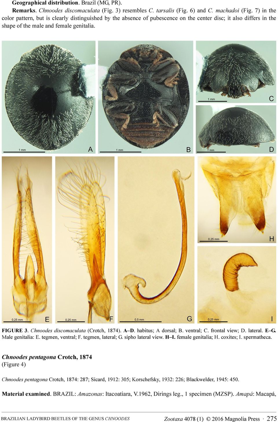 Chnoodes discomaculata (Crotch, 1874). A D. habitus; A dorsal; B. ventral; C. frontal view; D. lateral. E G. Male genitalia: E. tegmen, ventral; F. tegmen, lateral; G. sipho lateral view. H I.