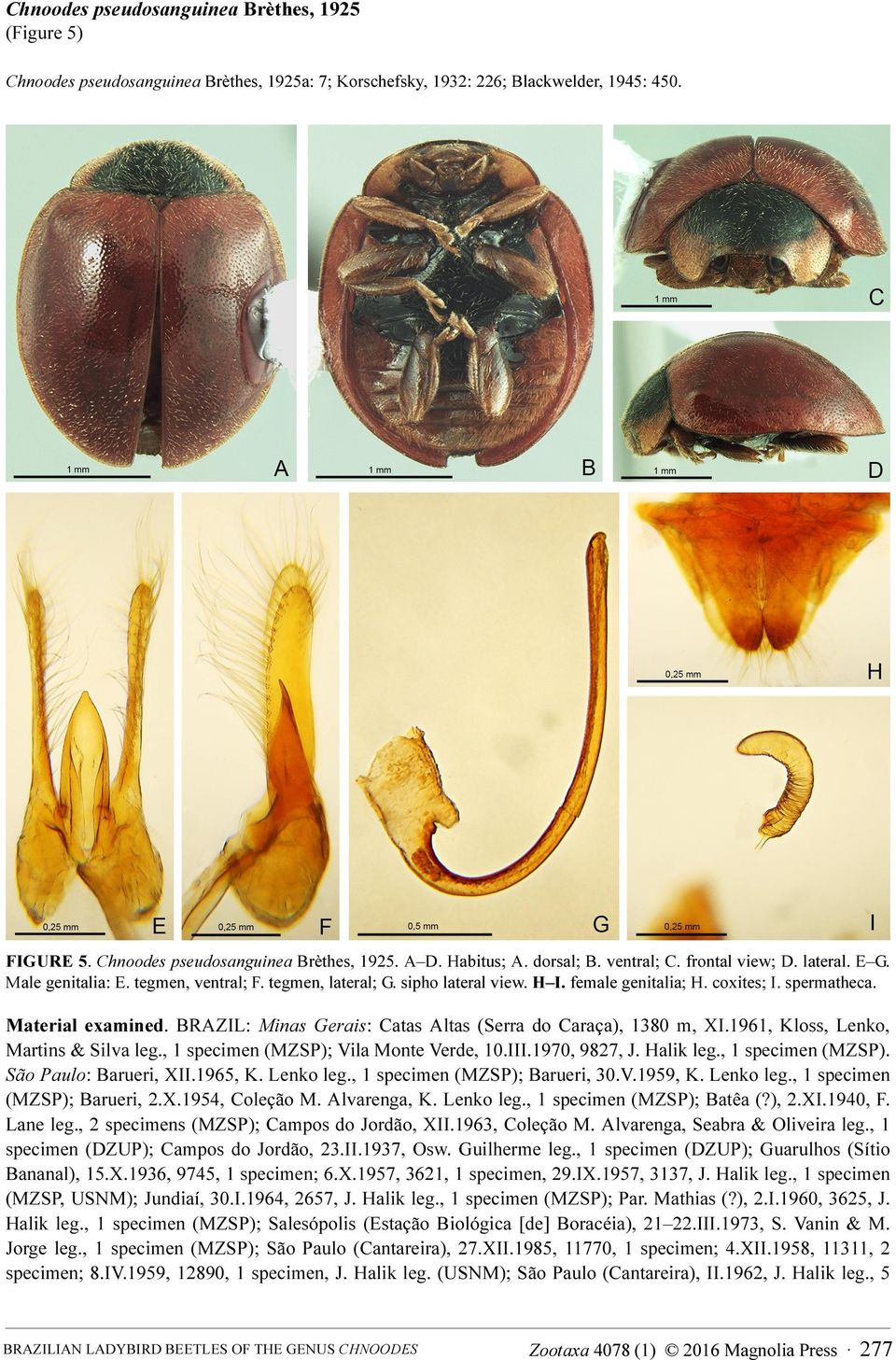 Material examined. BRAZIL: Minas Gerais: Catas Altas (Serra do Caraça), 1380 m, XI.1961, Kloss, Lenko, Martins & Silva leg., 1 specimen (MZSP); Vila Monte Verde, 10.III.1970, 9827, J. Halik leg.