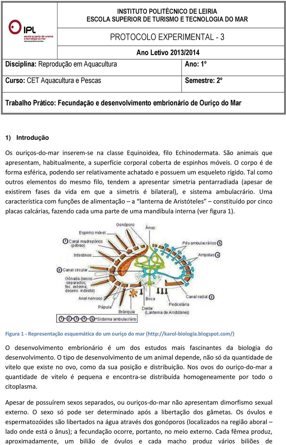 São animais que apresentam, habitualmente, a superfície corporal coberta de espinhos móveis. O corpo é de forma esférica, podendo ser relativamente achatado e possuem um esqueleto rígido.