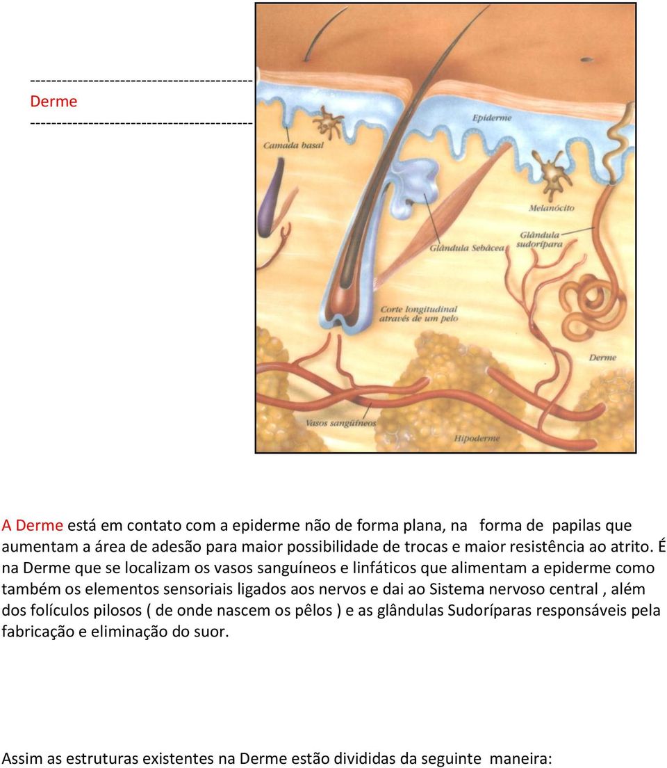 É na Derme que se localizam os vasos sanguíneos e linfáticos que alimentam a epiderme como também os elementos sensoriais ligados aos nervos e dai ao Sistema