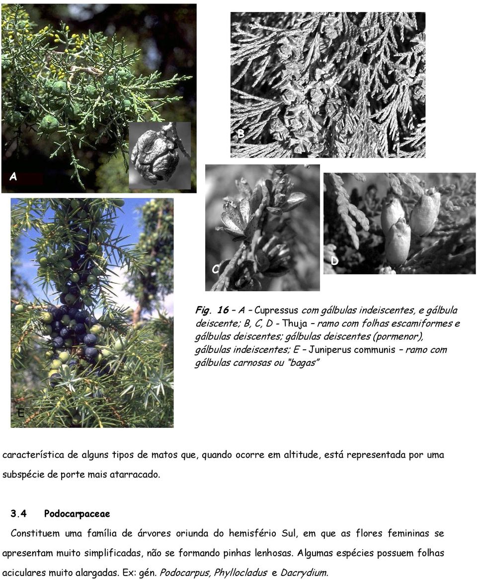 gálbulas indeiscentes; E Juniperus communis ramo com gálbulas carnosas ou bagas E característica de alguns tipos de matos que, quando ocorre em altitude, está