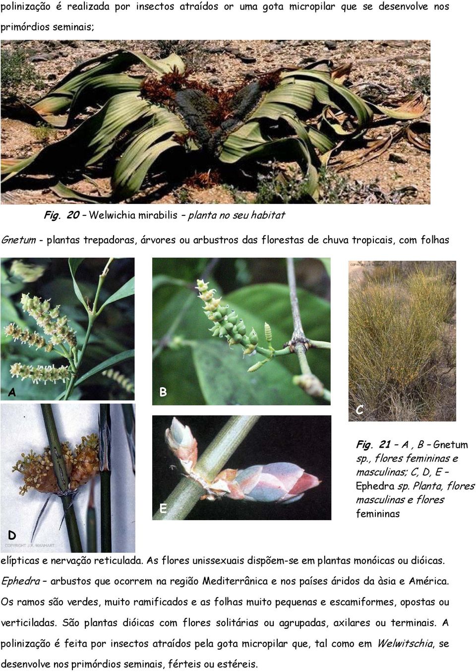 , flores femininas e masculinas; C, D, E Ephedra sp. Planta, flores masculinas e flores femininas elípticas e nervação reticulada. s flores unissexuais dispõem-se em plantas monóicas ou dióicas.