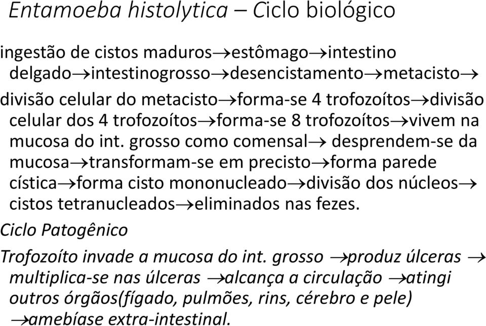 grosso como comensal desprendem-se da mucosa transformam-se em precisto forma parede cística forma cisto mononucleado divisão dos núcleos cistos tetranucleados