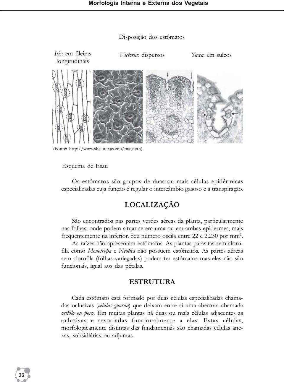 LOCALIZAÇÃO São encontrados nas partes verdes aéreas da planta, particularmente nas folhas, onde podem situar-se em uma ou em ambas epidermes, mais freqüentemente na inferior.