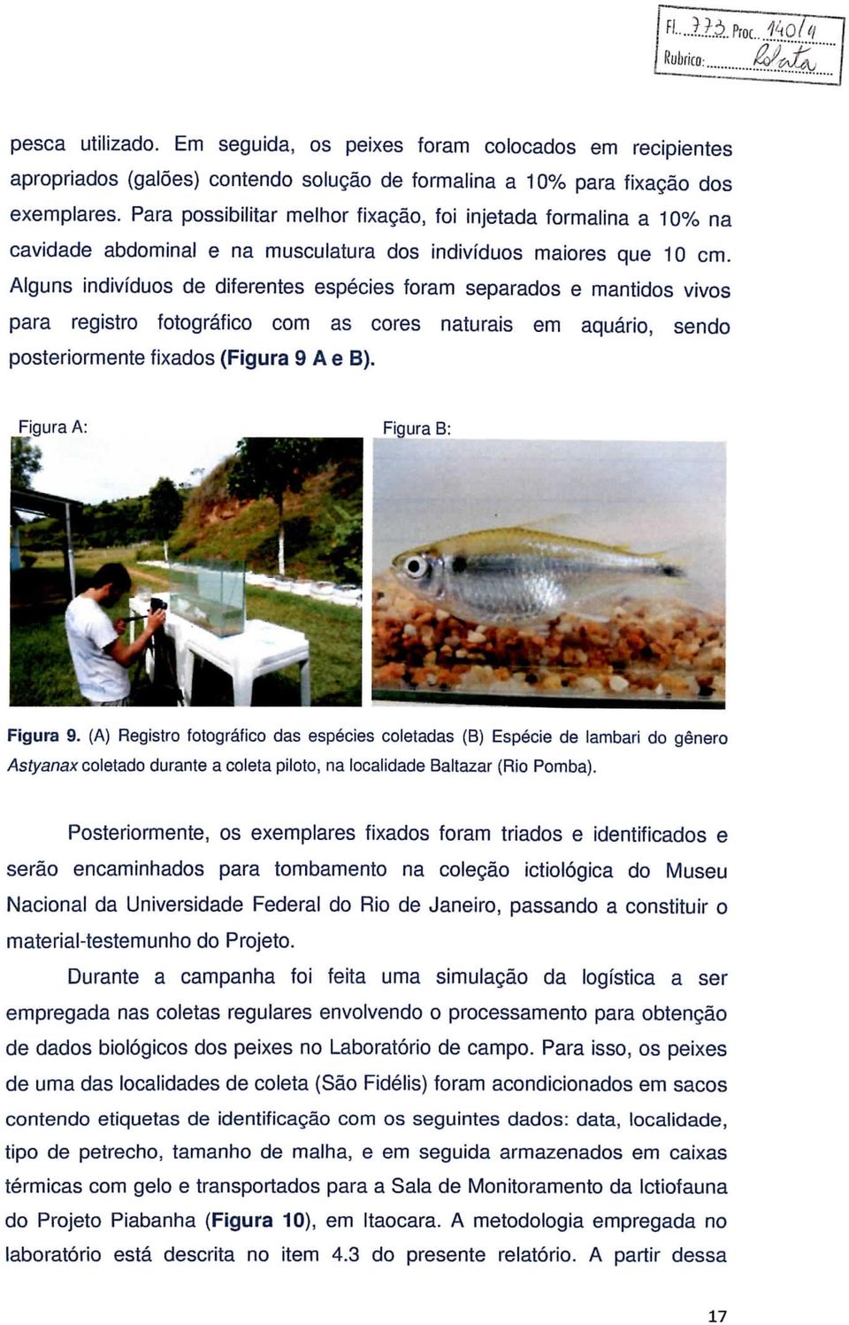 Alguns indivíduos de diferentes espécies foram separados e mantidos vivos para registro fotográfico com as cores naturais em aquário, sendo posteriormente fixados (Figura 9 A e B).