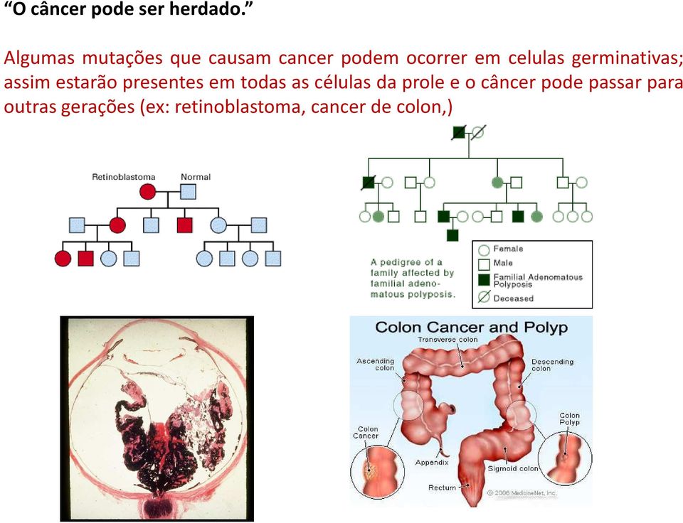 celulas germinativas;