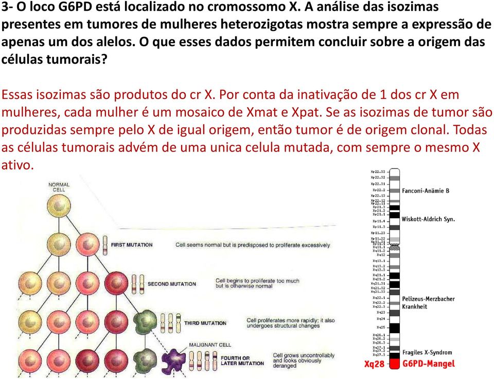 O que esses dados permitem concluir sobre a origem das células tumorais? Essas isozimassão produtos do crx.