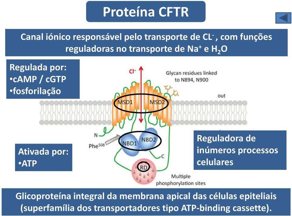 Ativada por: ATP Reguladora de inúmeros processos celulares Glicoproteína integral da