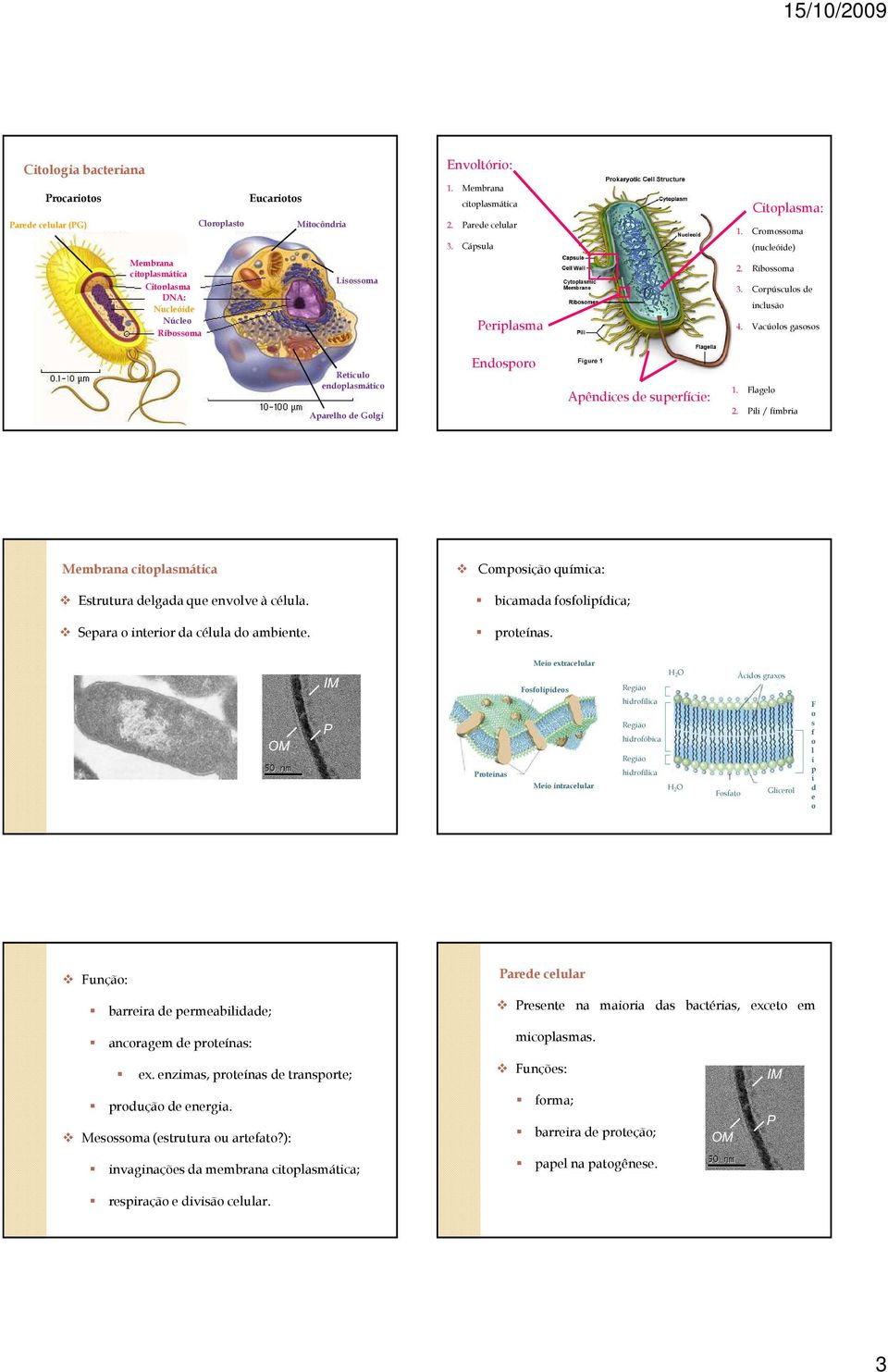 Vacúolos gasosos Retículo endoplasmático Aparelho de Golgi Endosporo Apêndices de superfície: 1. Flagelo 2. Pili / fímbria Membrana citoplasmática Estrutura delgada que envolve à célula.
