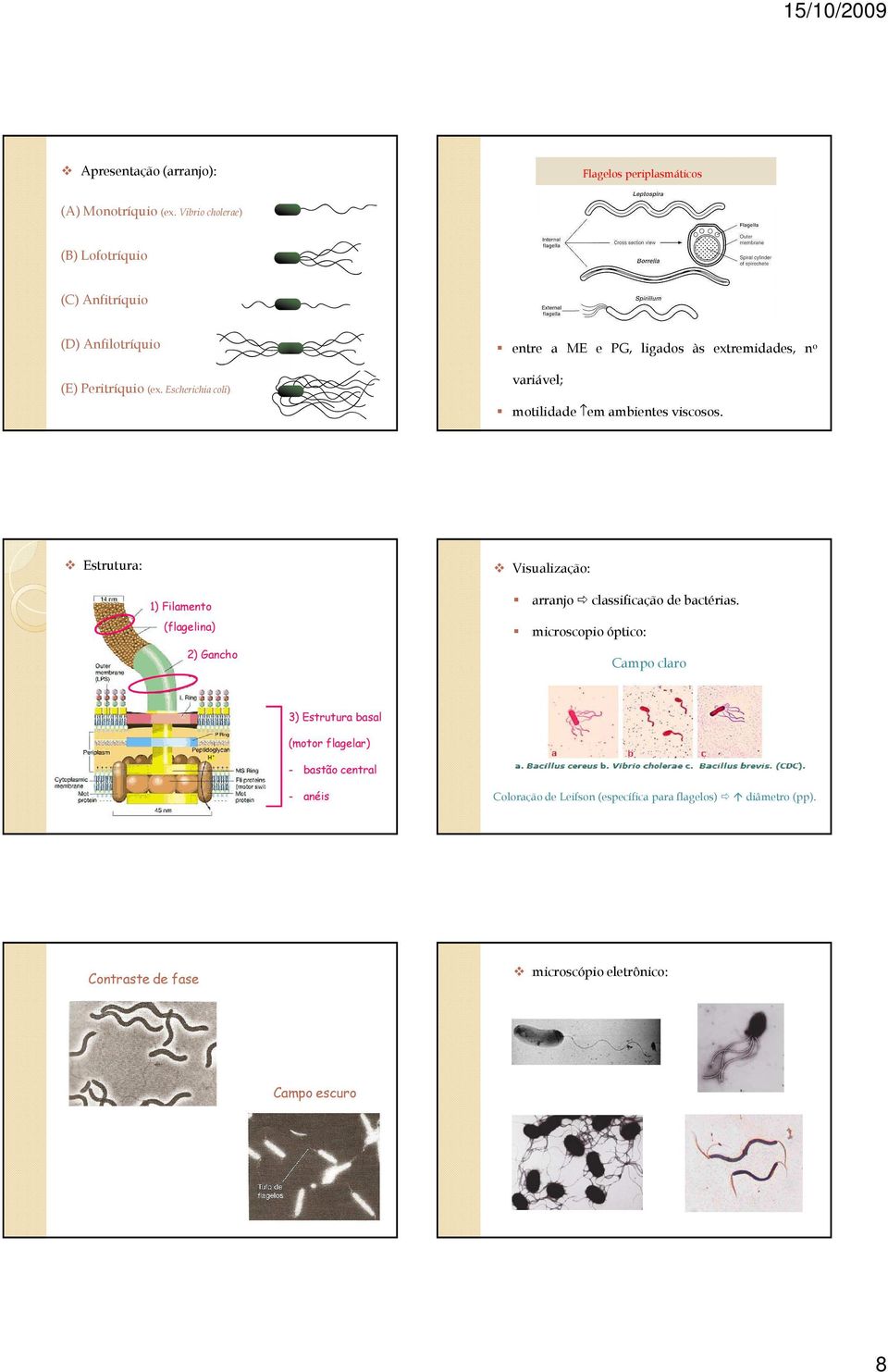 Escherichia coli) motilidade em ambientes viscosos. Estrutura: Visualização: arranjo classificação de bactérias.