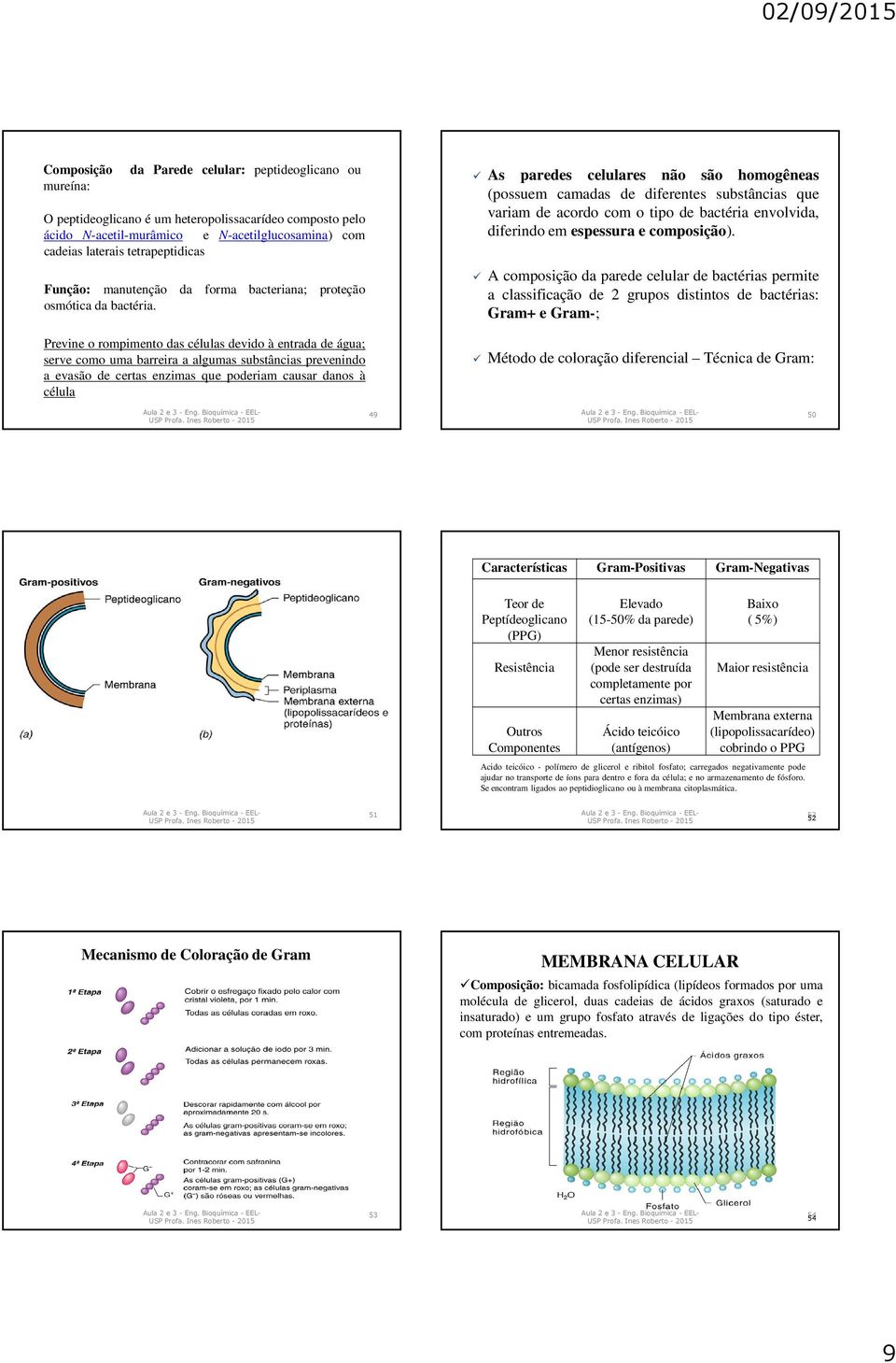 Previne o rompimento das células devido à entrada de água; serve como uma barreira a algumas substâncias prevenindo a evasão de certas enzimas que poderiam causar danos à célula As paredes celulares