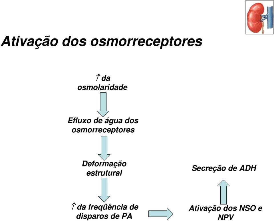 osmorreceptores Deformação estrutural