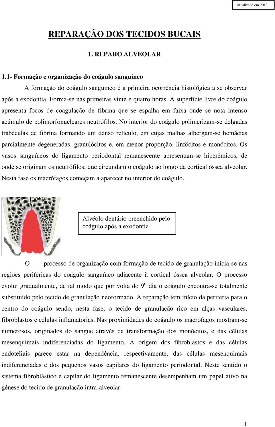 A superfície livre do coágulo apresenta focos de coagulação de fibrina que se espalha em faixa onde se nota intenso acúmulo de polimorfonucleares neutrófilos.