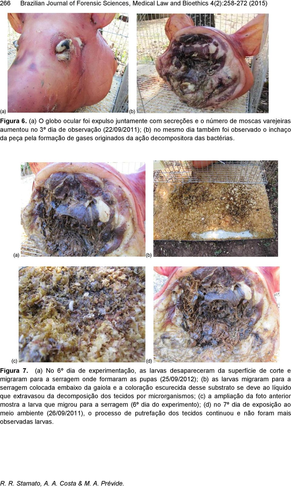 gases originados da ação decompositora das bactérias. (c) Figura 7.