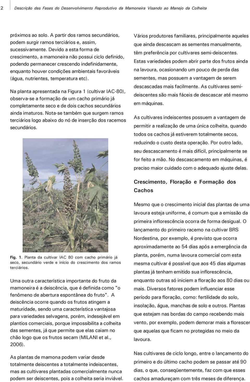 Devido a esta forma de crescimento, a mamoneira não possui ciclo definido, podendo permanecer crescendo indefinidamente, enquanto houver condições ambientais favoráveis (água, nutrientes, temperatura