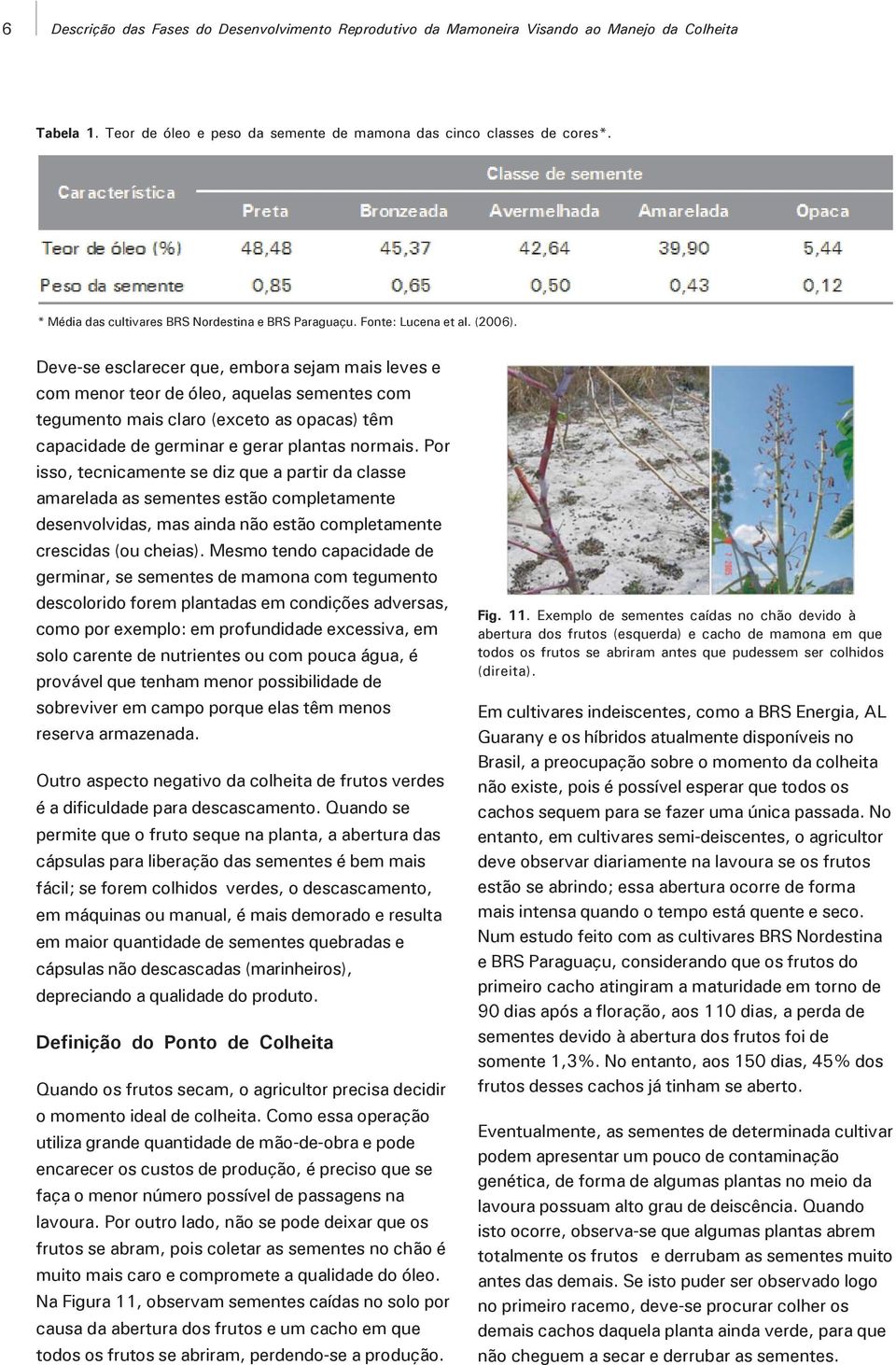 Deve-se esclarecer que, embora sejam mais leves e com menor teor de óleo, aquelas sementes com tegumento mais claro (exceto as opacas) têm capacidade de germinar e gerar plantas normais.