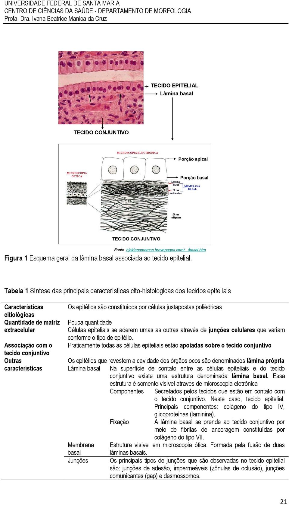 Tabela 1 Síntese das principais características cito-histológicas dos tecidos epiteliais Características citiológicas Quantidade de matriz extracelular Associação com o tecido conjuntivo Outras