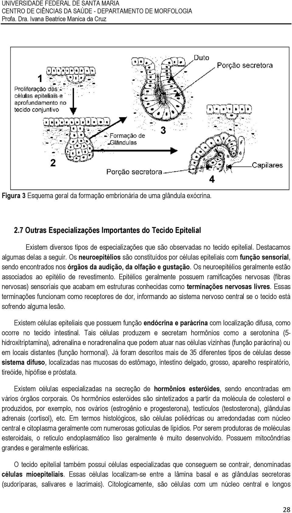 Os neuroepitélios geralmente estão associados ao epitélio de revestimento.