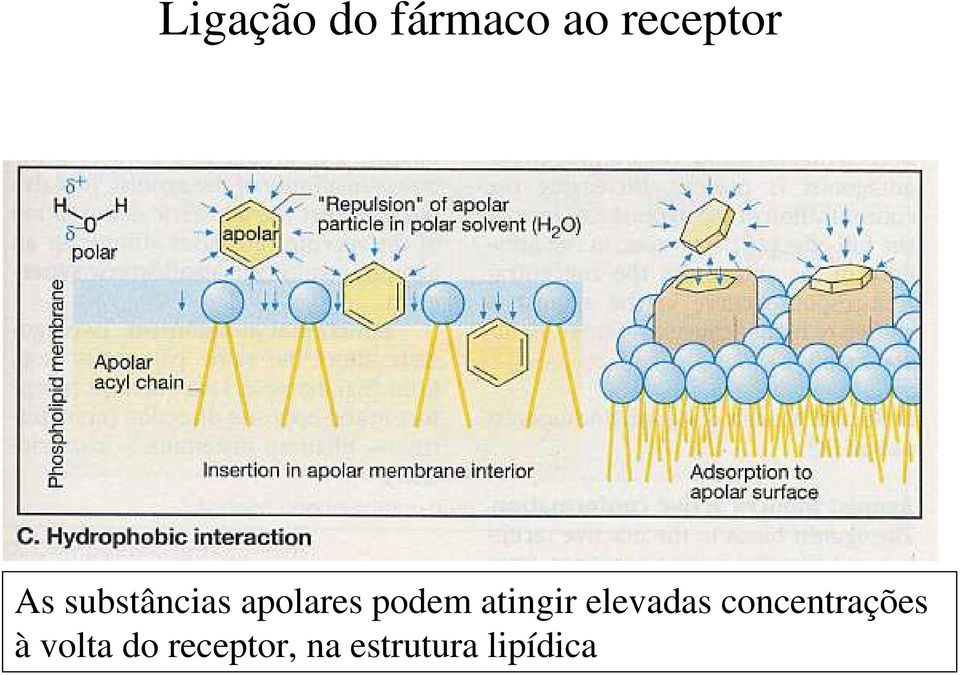 atingir elevadas concentrações à