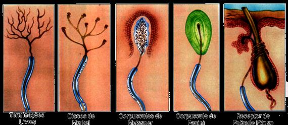 RECEPTORES SENSORIAIS Células especializadas em captar energia incidente As características funcionais e morfológicas desse conjunto de receptores irão definir sua habilidade quanto a resolução