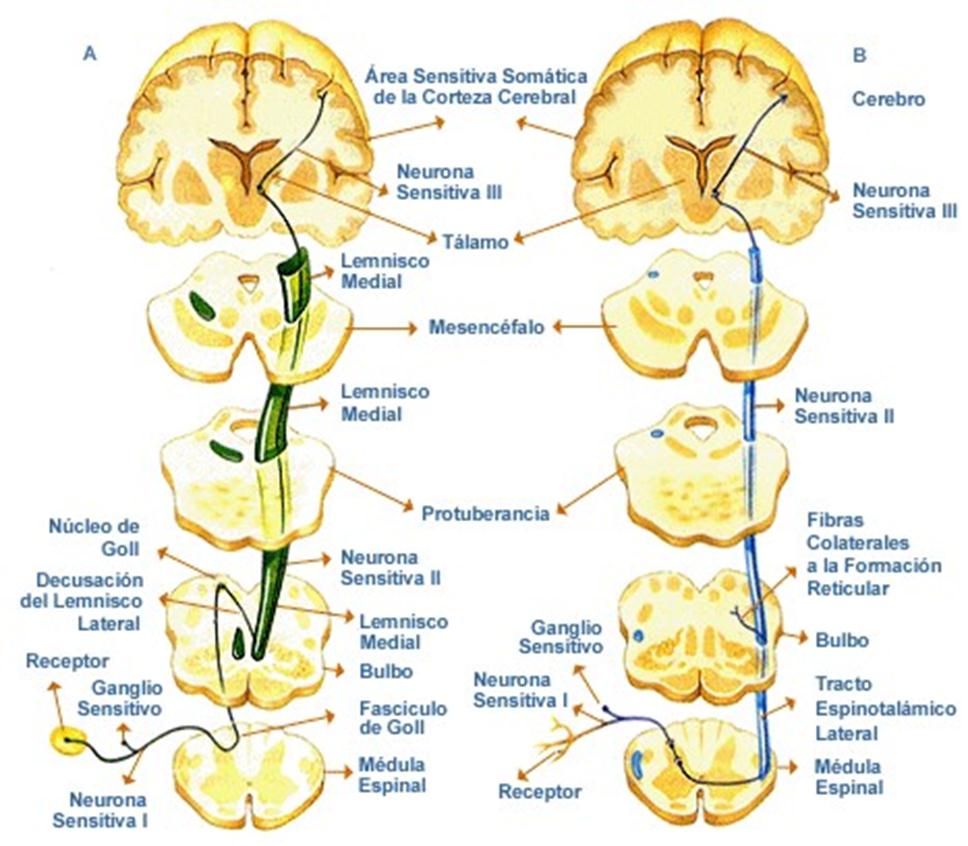 As vias de percepção somática se projetam para o córtex somatossensorial e para o cerebelo 3- As vias