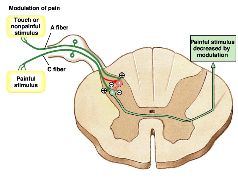 Modulação Fisiológica da Dor c) A dor pode ser