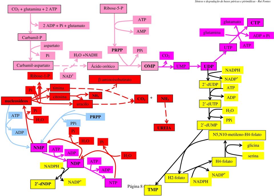 orótico OMP UMP NAD + -aminoisobutirato timina citosina NH 3 uracilo P NMP NDP NH 2 -dndp N + NTP CO 2 + NH 3 UREIA