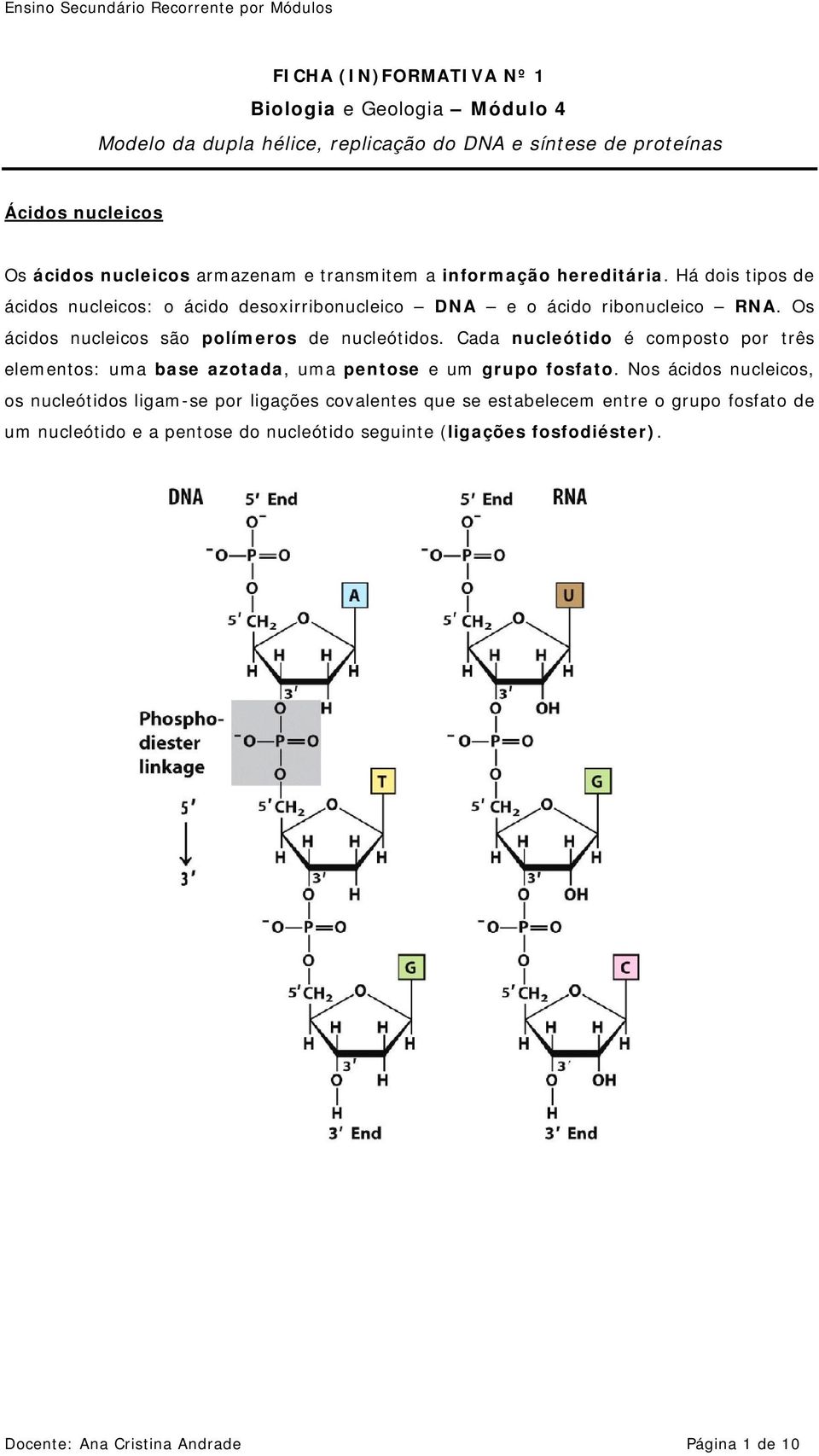 Os ácidos nucleicos são polímeros de nucleótidos. Cada nucleótido é composto por três elementos: uma base azotada, uma pentose e um grupo fosfato.