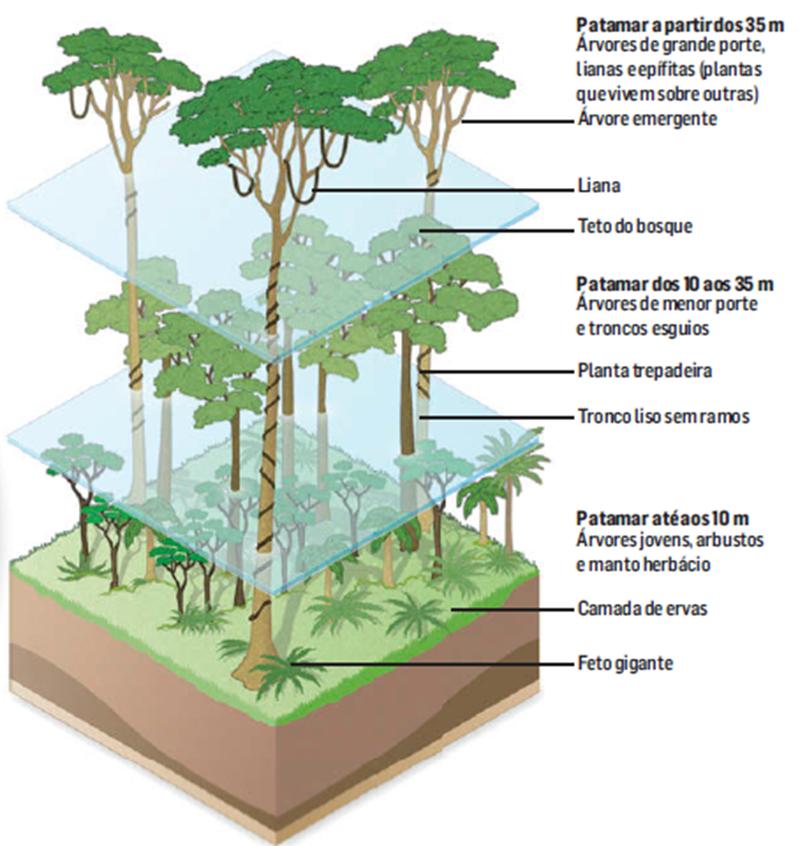 1 - Clima Quente Equatorial Formação Vegetal Floresta Equatorial Floresta Equatorial Formação vegetal muito densa, compacta, de grande exuberância e sempre verdejante; Possui um elevado número de