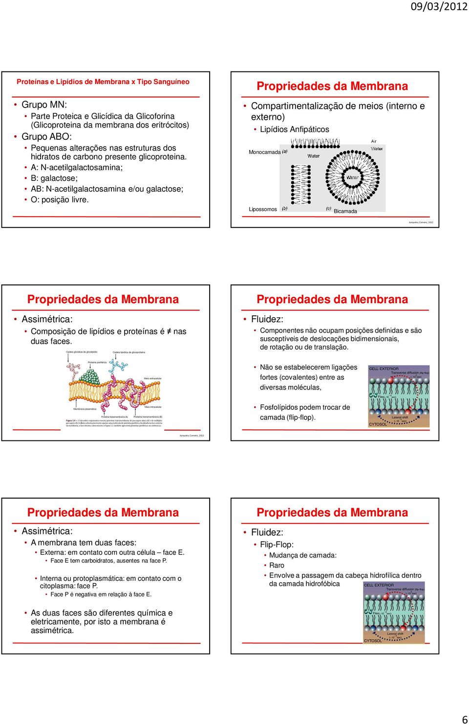 Compartimentalização de meios (interno e externo) Lipídios Anfipáticos Monocamada Lipossomos Bicamada Assimétrica: Composição de lipídios e proteínas é nas duas faces.