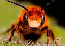 A função dos zangões é fecundar a abelha rainha. Quando um deles consegue, as operárias exterminam os outros. Uma das larvas, selecionada e alimentada com geléia real, se transforma em rainha.
