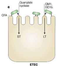 Escherichia coli Infecções Intestinais 1 2 3 4 1.