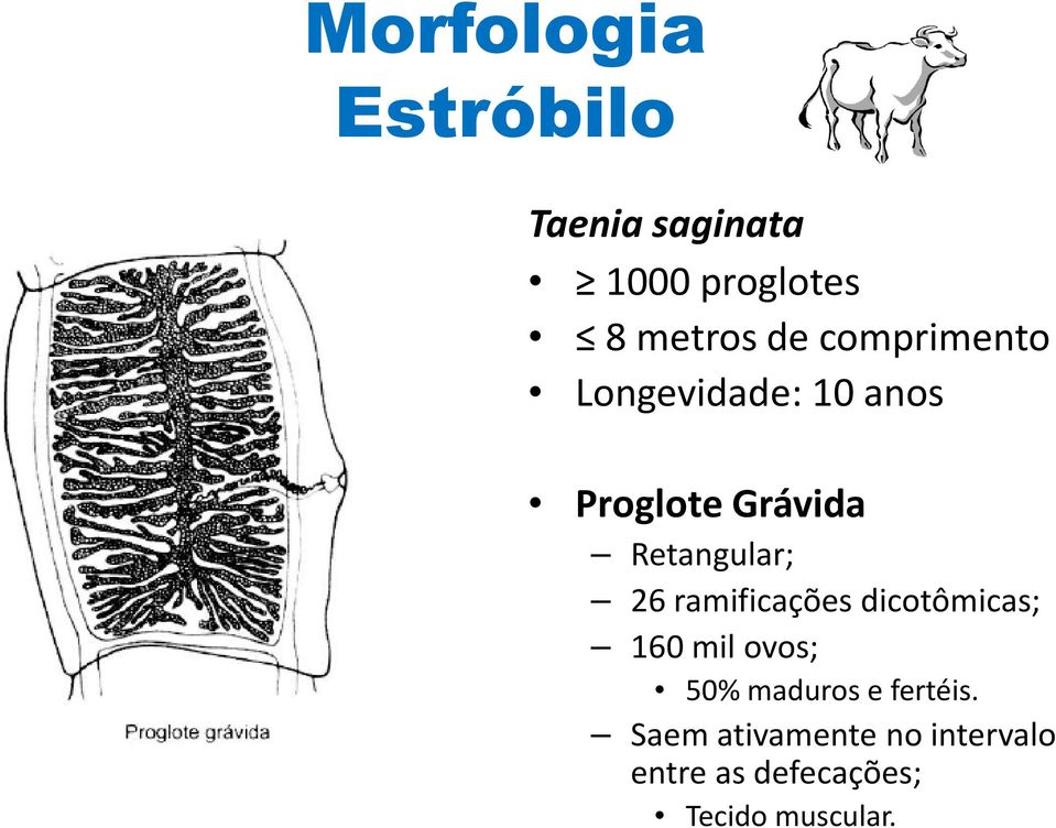 ramificações dicotômicas; 160 mil ovos; 50% maduros e fertéis.