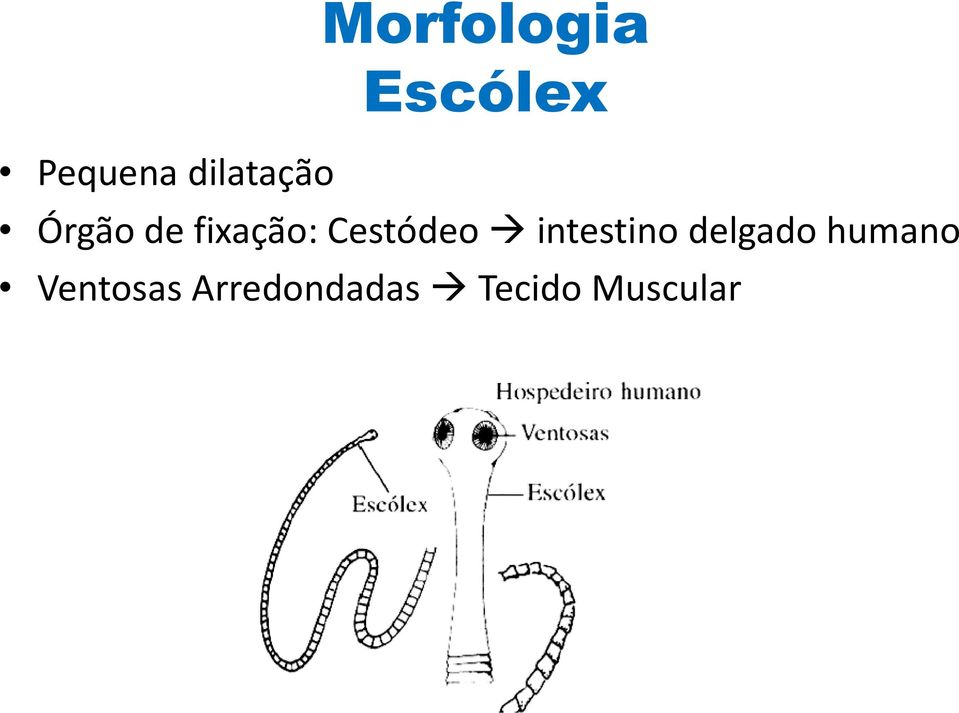 Cestódeo intestino delgado